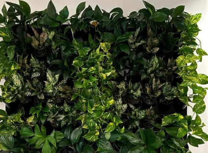Modular green wall