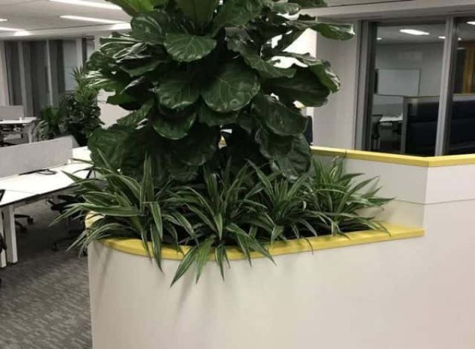 Commercial office with integrated planter unit filled with indoor plants