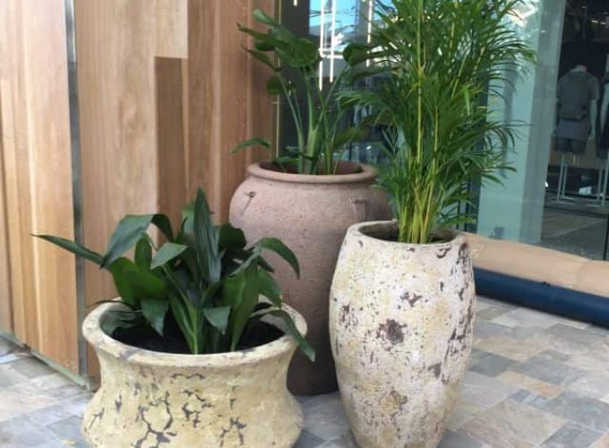 Large commercial planters with lush green plants