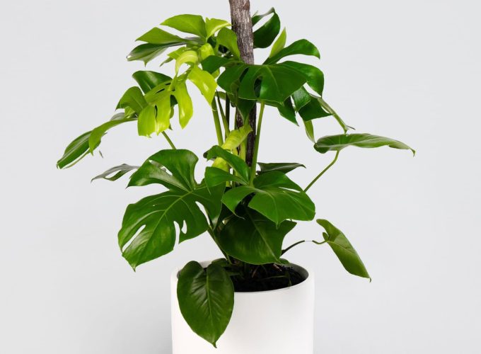 A beautiful Monstera Deliciosa in a white planter in a white background.