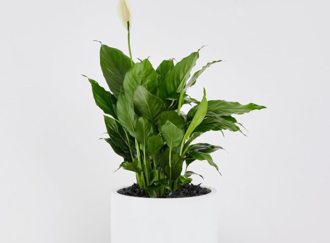 Peace Lily (Spathiphyllum) in a white planter