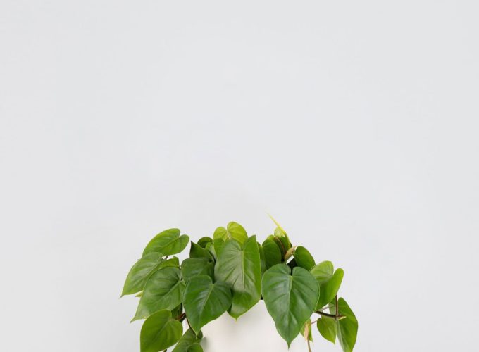 Philodendron Cordatum