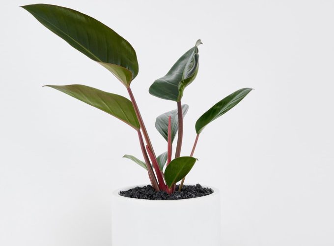 A Philodendron Rojo in a floor planter in a white background.