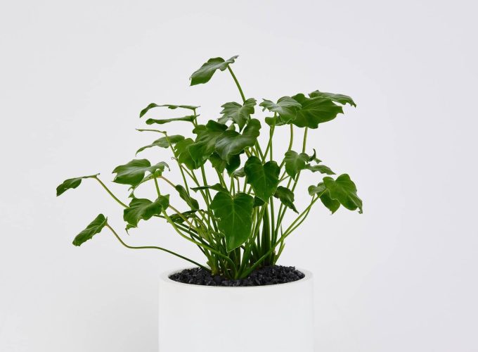 PhilodendronXanadu_1