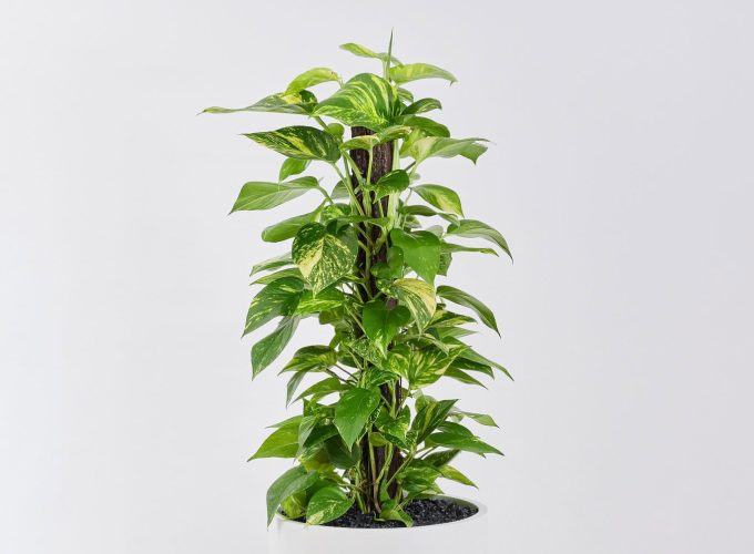 A Pothos Totem floor planter in a white background.