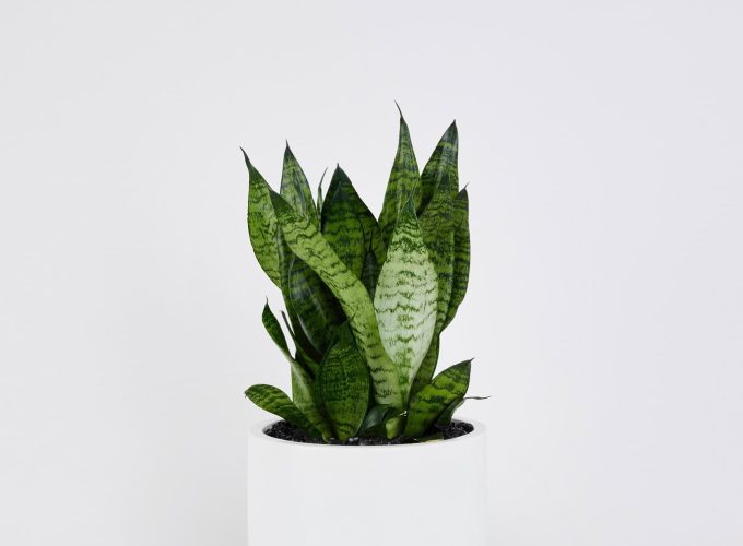 Sansevieria Robusta
