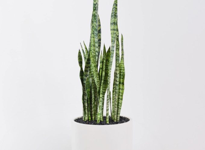 Sansevieria Robusta in a white plant pot