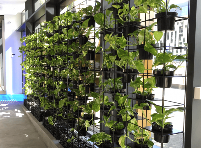 Metal grid frame supporting indoor plants on a wall