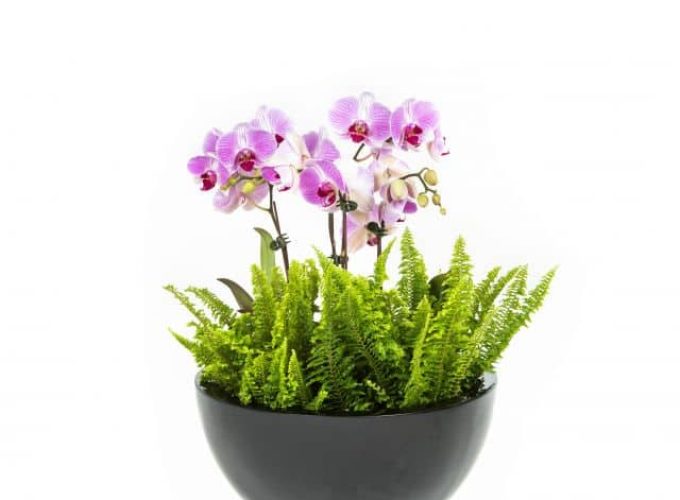 orchid bowl