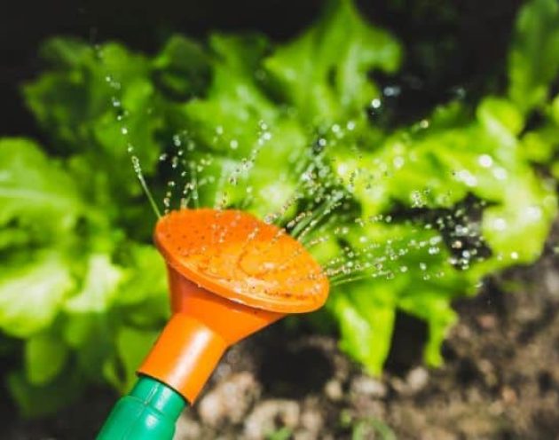 close up of water droplets leaving the end of an orange watering can watering plants