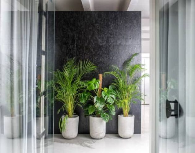 Three floor planters with tall plants in an office hallway