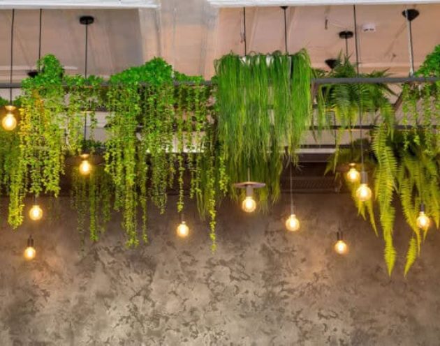 hanging plants from a ceiling mounted light feature