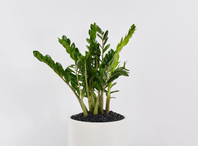 Zamioculcas zamiifolia (Zanzibar Gem) in a white planter
