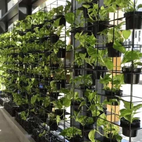 Grid Frame Green Wall