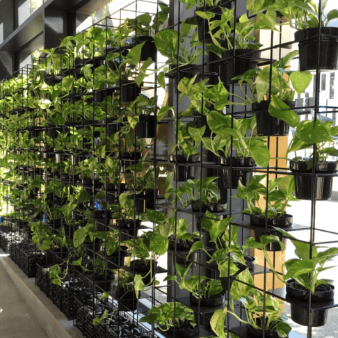 Metal grid frame supporting indoor plants on a wall