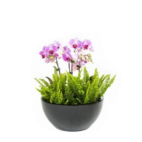 orchid bowl