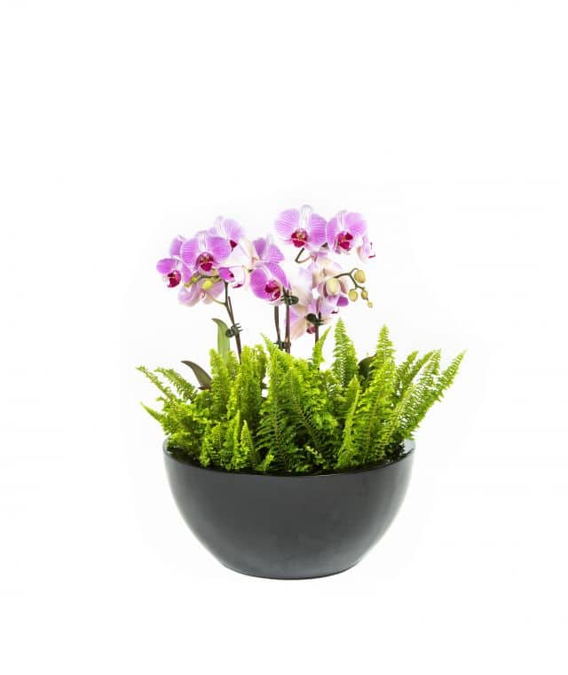 orchid bowl