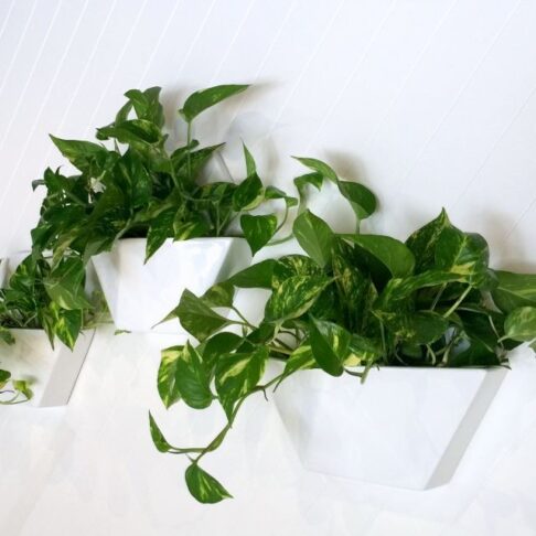 Honeycomb Wall Planter