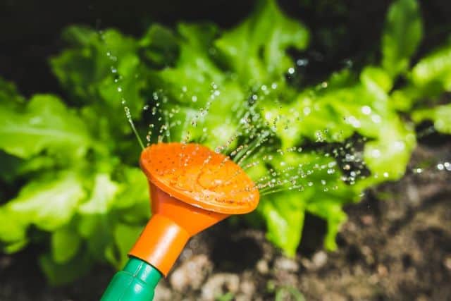 close up of water droplets leaving the end of an orange watering can watering plants