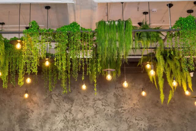 hanging plants from a ceiling mounted light feature