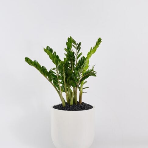 Zamioculcas zamiifolia (Zanzibar Gem) in a white planter